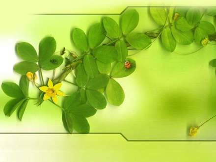حشرات روی برگهای سبز