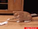 گربه ترسویی که از جوراب میترسد