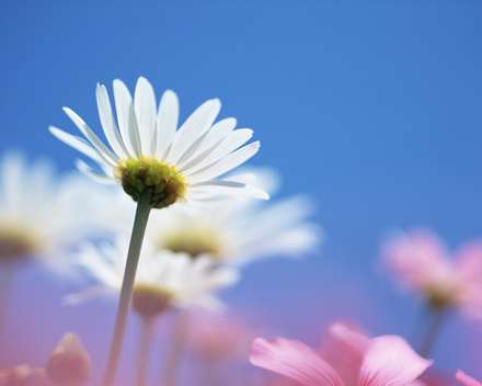 پس زمینه گل