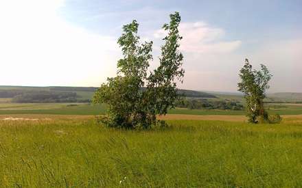 درختانی میان دشت