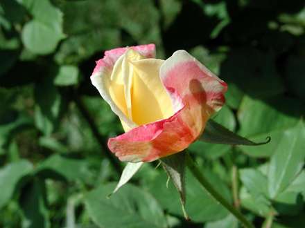 گل رزی درحال شکفتن