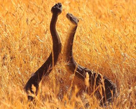 دور مار در میان گندم زار