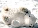بچه خرس قطبی روی برف
