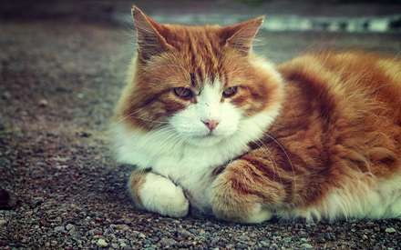 گربه تنها
