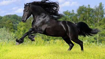 دویدن اسب روی چمن زار