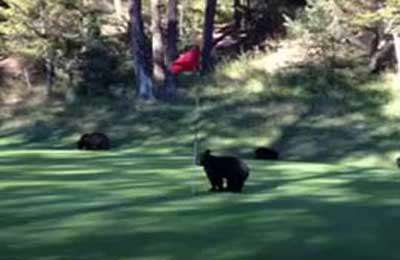 خرس در زمین گلف