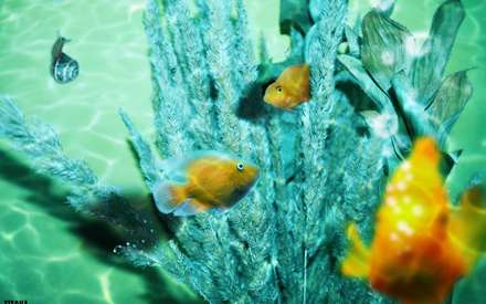 ماهی های زرد