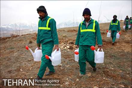 100هزار اصله درخت برگ پهن در پارک جنگلی تلو غرس شد