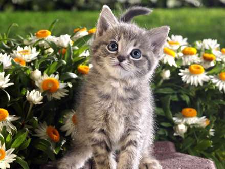 گربه ای کنار گلها