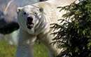خرس قطبی سفید