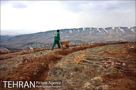 100هزار اصله درخت برگ پهن در پارک جنگلی تلو غرس شد