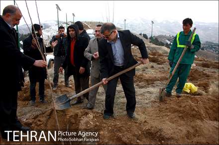 100هزار اصله درخت برگ پهن در پارک جنگلی تلو غرس شد