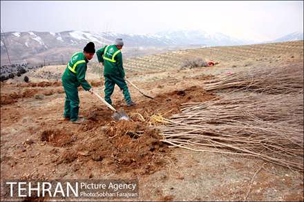 100هزار اصله درخت برگ پهن در پارک جنگلی تلو غرس شد