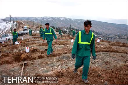 100هزار اصله درخت برگ پهن در پارک جنگلی تلو غرس شد