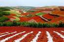 مزارع سرخ رنگ دونگ چوان