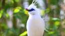 پرنده سفید با چشمان آبی