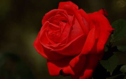 گل رز قرمز