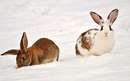 دو خرگوش در برف