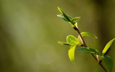 برگهایی روی شاخه