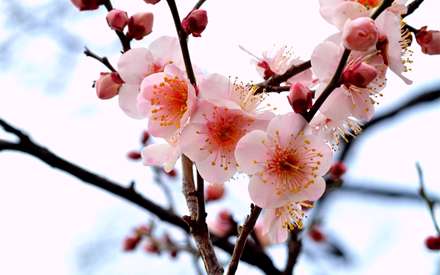 شاخه های پرشکوفه