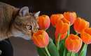 گربه ای کنار گلهای لاله