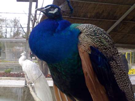 دو طاووس درباغ وحش