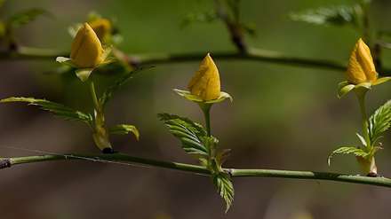 غنچه های زیبا