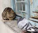 پرنده و گربه کنار پنجره