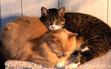گربه های نازدرحال استراحت
