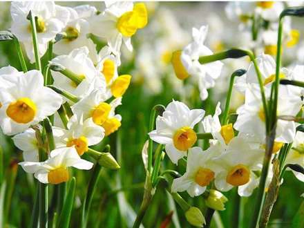 گلهای نرگس زیبا