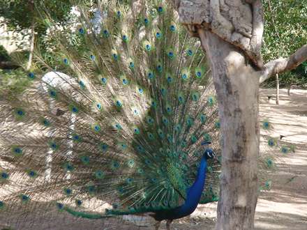طاووس پرنده ای زیبا