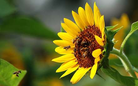 زنبورهایی روی گل آفتابگردان