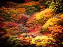 جنگل پاییزی و رنگ ها
