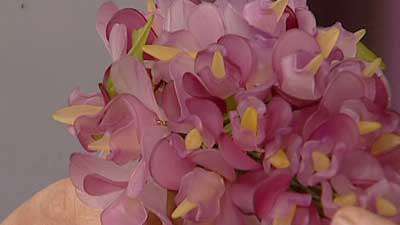 گل اقاقیا _ خانم ایلخانی