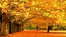 درختان زرد پاییزی