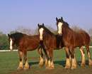سه اسب زیبا
