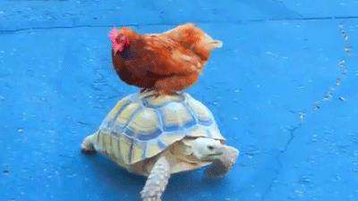 کلیپ طنز حیوانات