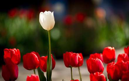 خانه ای به رنگ لاله ها