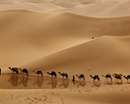 کاروان شتر در صحرا