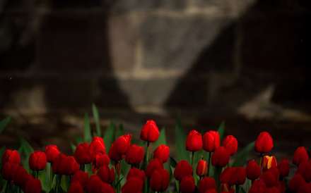 خانه ای به رنگ لاله ها