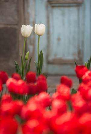 خانه ای به رنگ لاله ها