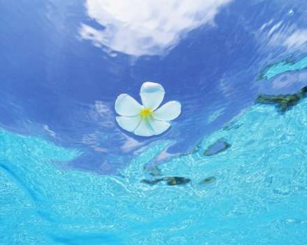 گل زیبا و برکه