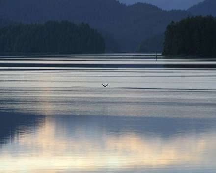 دریاچه و جنگل