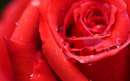 گل رز قرمز