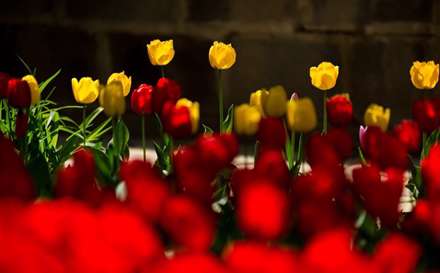 خانه ای به رنگ لاله ها