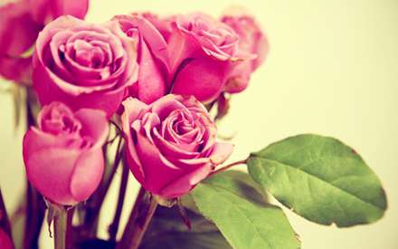 گل رز قرمز