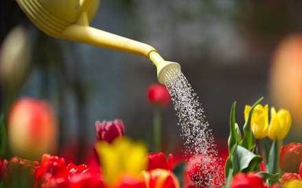 خانه ای به رنگ لاله ها
