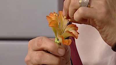 گل آلسترومریا