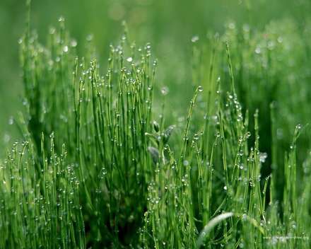 سبزه و قطره