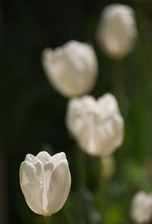 خانه ای به رنگ لاله ها